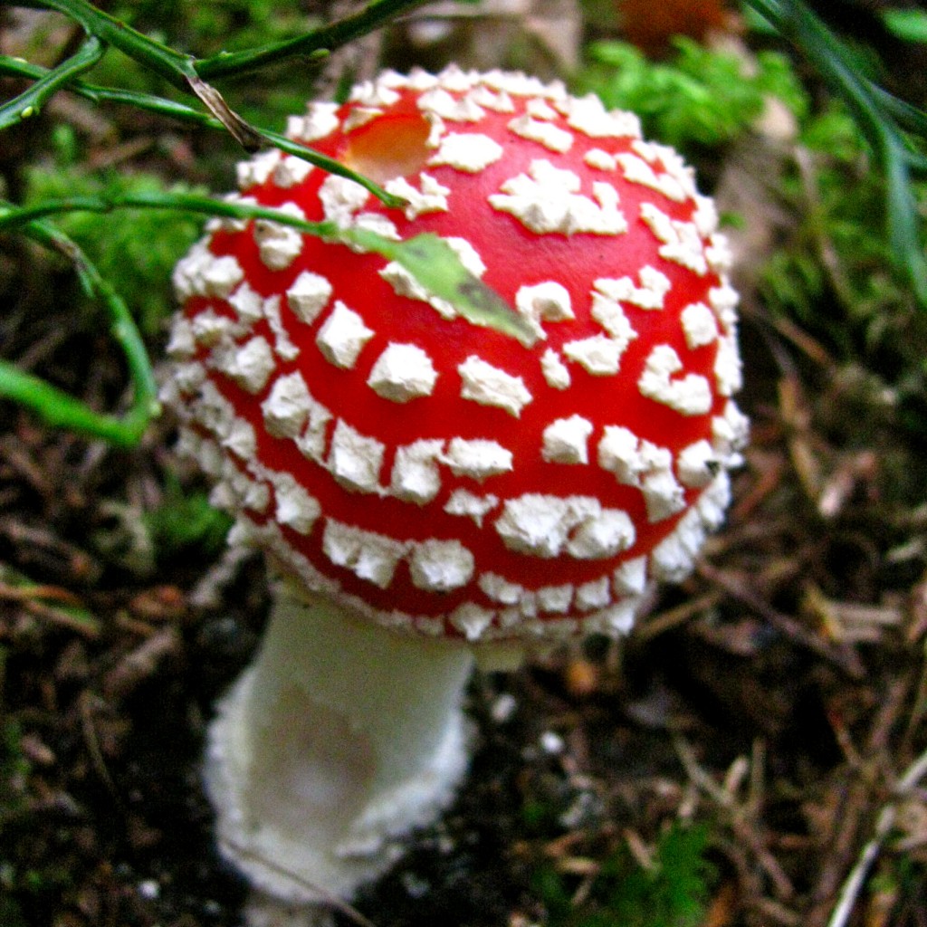 poisonous mushroom