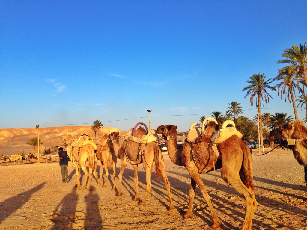 camel bedouin israel